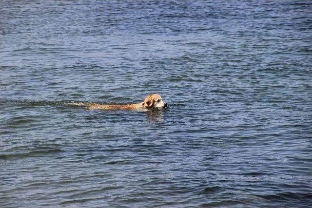 Boz, Denizin Keyfini &Ccedil;ıkardı 1