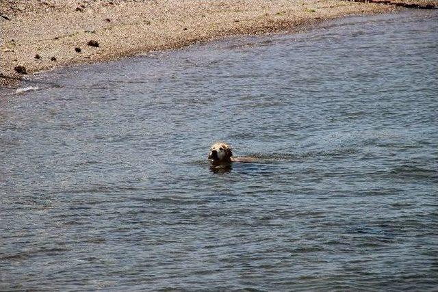 Boz, Denizin Keyfini &Ccedil;ıkardı 2