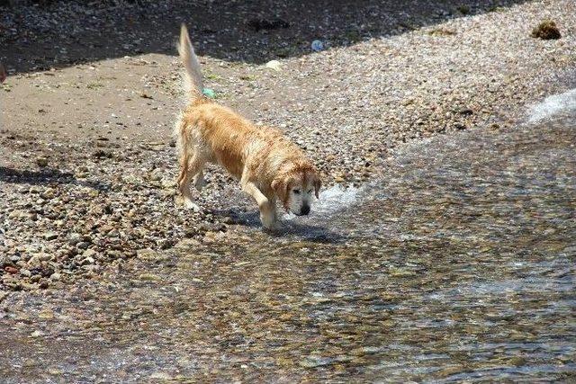 Boz, Denizin Keyfini &Ccedil;ıkardı 3