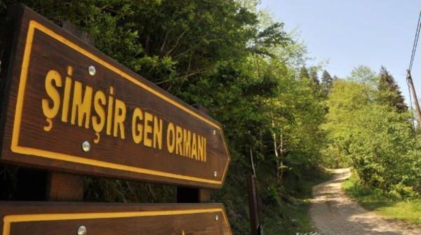 Ka&ccedil;kar Dağları'nda Şimşir Ormanları Kuruyor