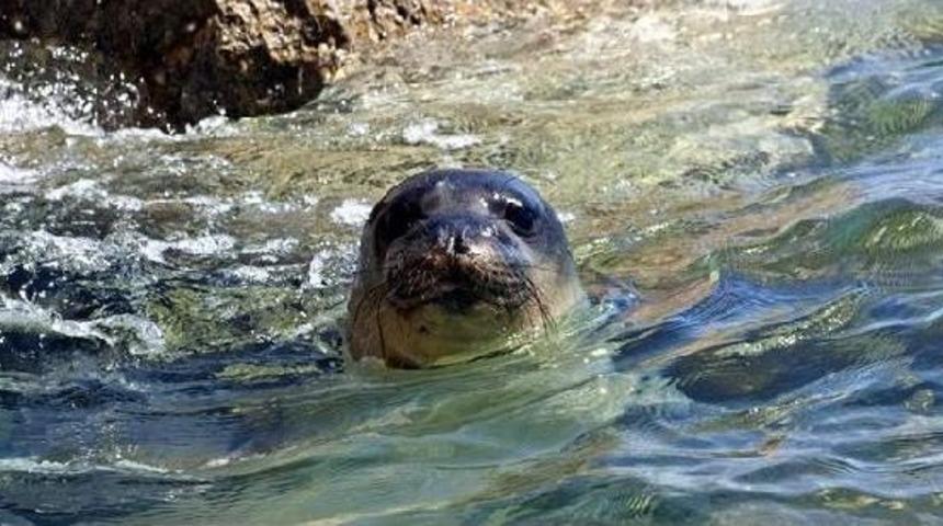 Yol Ortasında Bir Akdeniz Foku