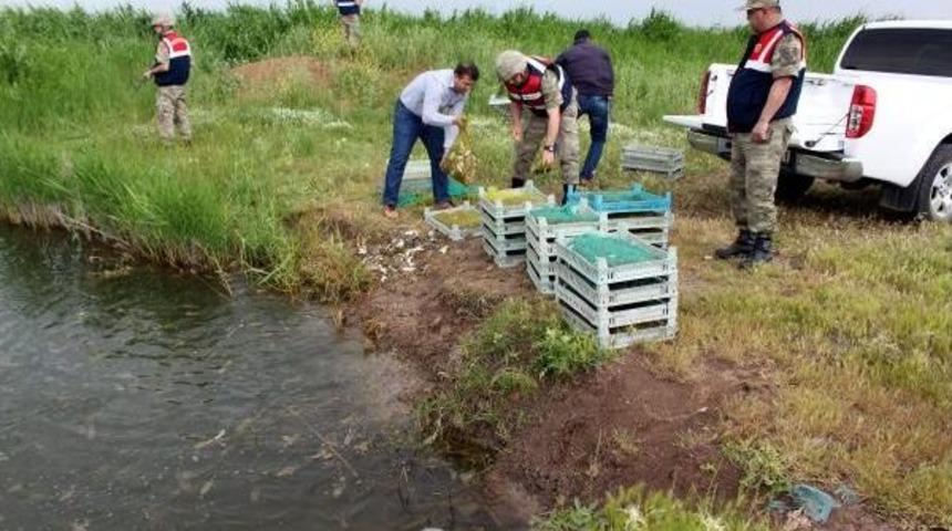 Diyarbakır'da Ka&ccedil;ak 250 Kilo Kurbağa Avlayan 5 Kişiye 38'er Bin Tl Ceza Kesildi