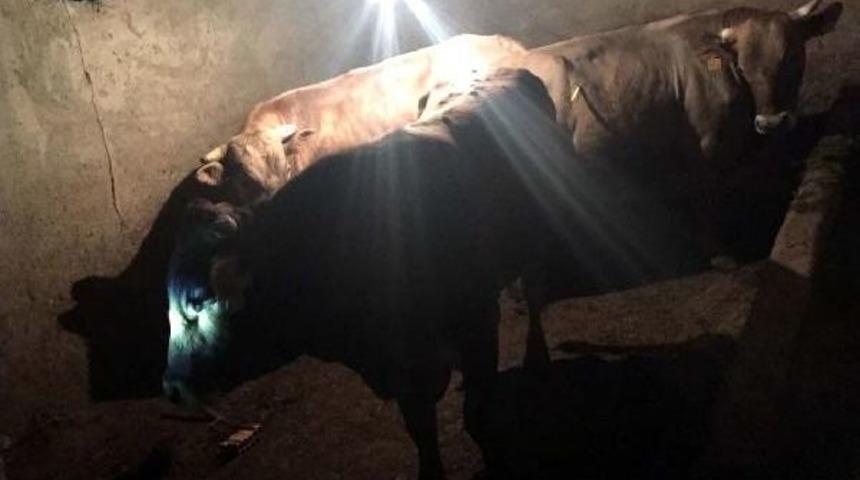Ahırda Boğaların Saldırdığı Bakıcı Öldü