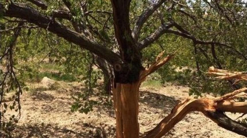 Kayısı Bah&ccedil;esine Yıldırım D&uuml;şt&uuml;