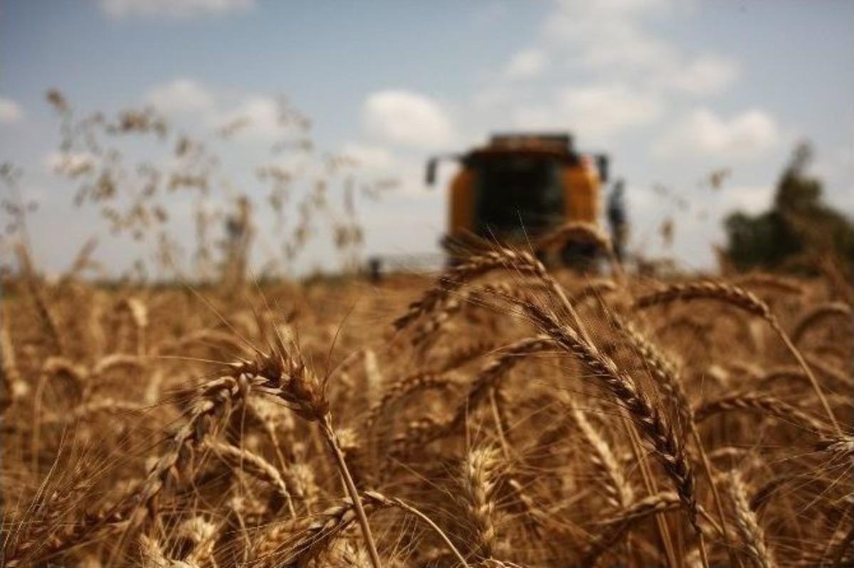 Adana&rsquo;da Buğday Hasadı Tedirgin Başladı