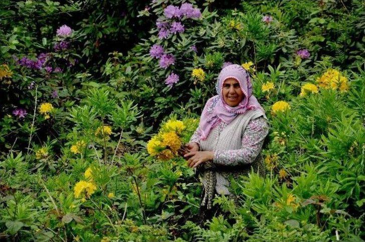 Karadeniz’de Yayla Şenlikleri Başladı G4