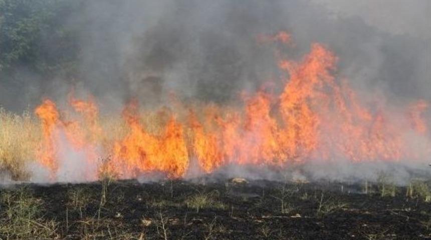 Buğday Tarlası K&uuml;l Oldu