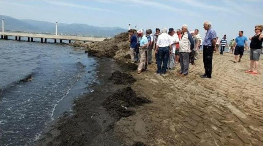 Burhaniye'de Deniz Kirliliği Tepkisi