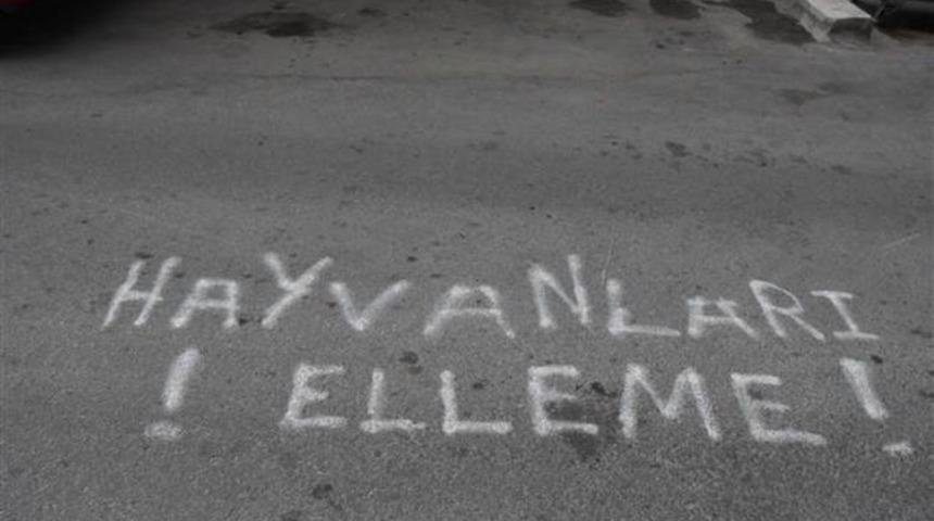 İzmir'de komşularına karşı çaresiz kalan hayvansever sokağa bunu yazdı: Hayvanları elleme!