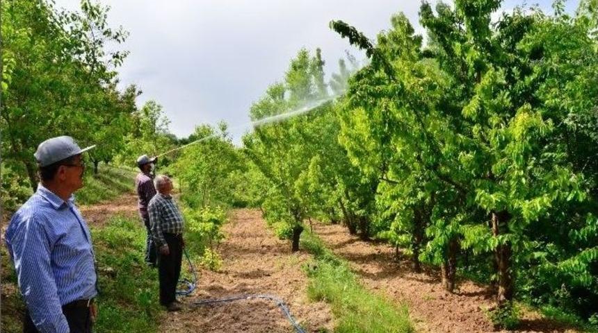 Kiraz Sineği İle M&uuml;cadele Kapsamında İla&ccedil;lama Başladı
