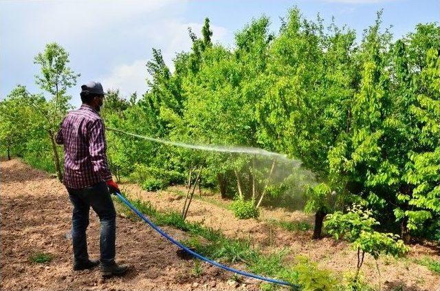 Kiraz Sineği İle Mücadele Kapsamında İlaçlama Başladı