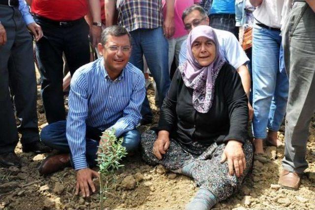 Yırca'da Kesilen Zeytin Ağaçlarının Yerine Şenlikle Yenileri Dikiliyor