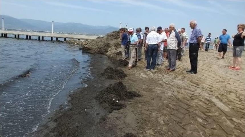 Deniz Kirliliği, Tatilcileri İsyan Ettirdi