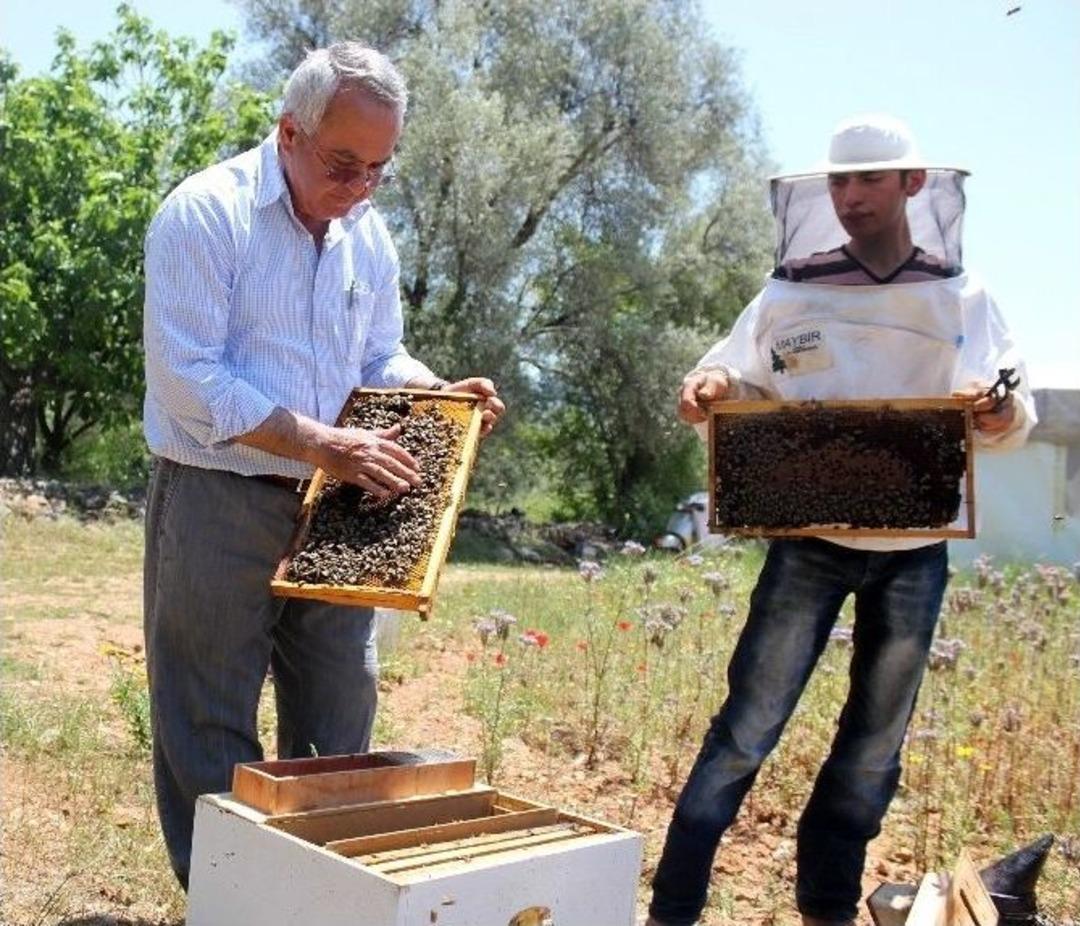 Muğla Arısı Islah Edildi