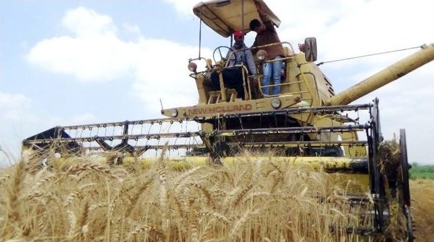 Buğday &Uuml;reticisini Sevindirdi