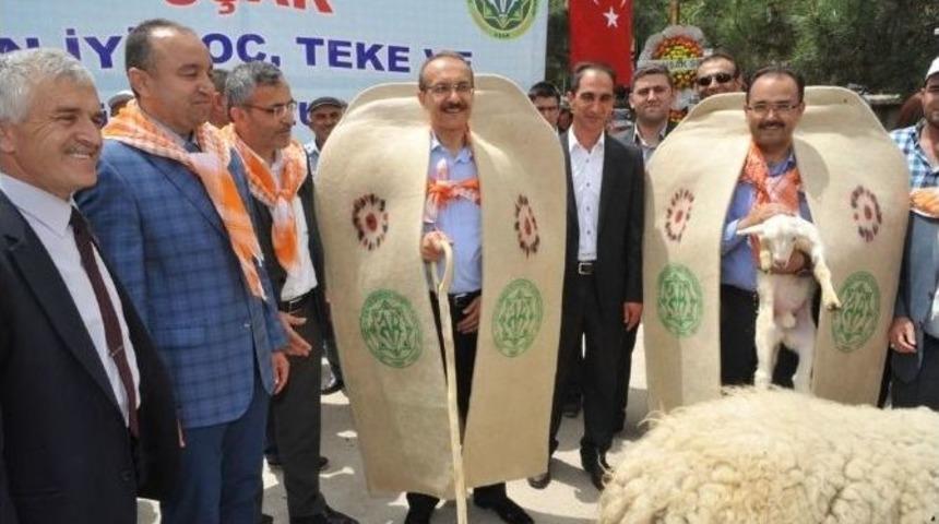 Uşak’ta "en İyi Besi Hayvanı" Yarışması Gerçekleştirildi