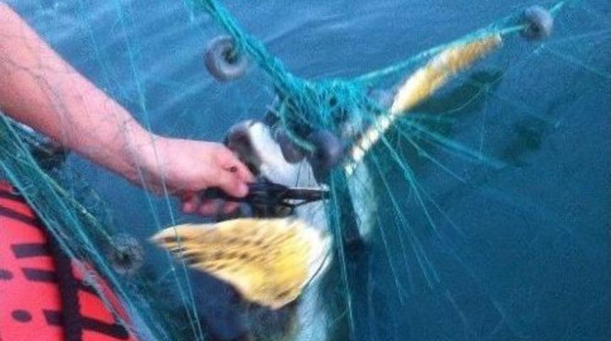 Sahil G&uuml;venlik Caretta Caretta&rsquo;yı Yaşama D&ouml;nd&uuml;rd&uuml;