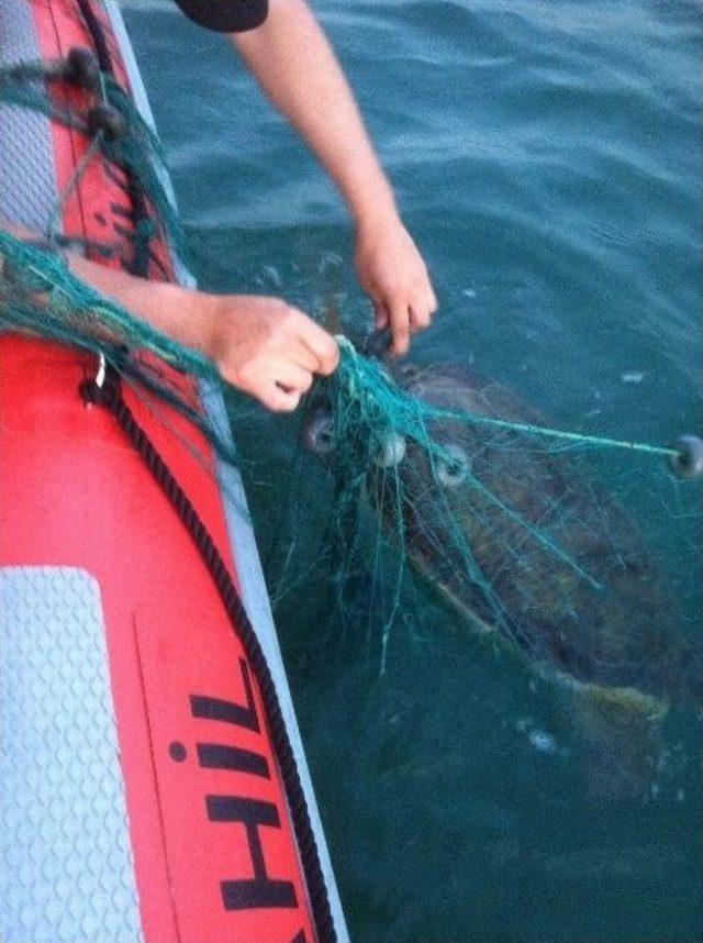 Sahil Güvenlik Caretta Caretta’yı Yaşama Döndürdü