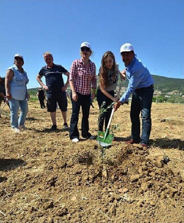 Foça'da 'yırca Zeytin Bahçesi' Oluşturuldu