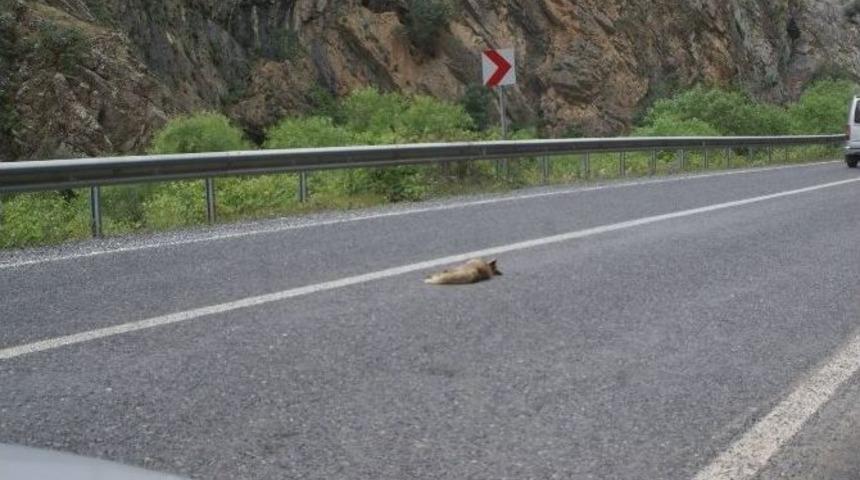 Hız Yapan S&uuml;r&uuml;c&uuml;ler Yaban Hayvanlara Zarar Veriyor