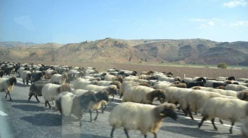 G&ouml;&ccedil;ebelerin Yayla Yolculuğu Devam Ediyor