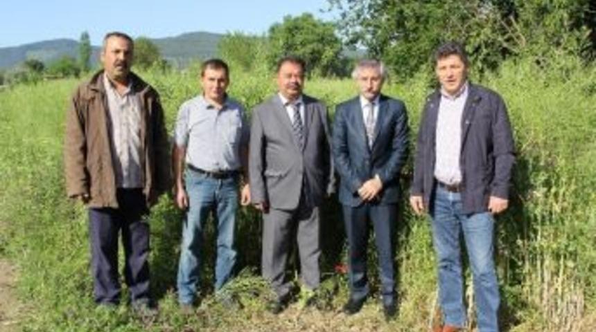 Lenoks Yem Bitkisi &Ccedil;ift&ccedil;inin Y&uuml;z&uuml;n&uuml; G&uuml;ld&uuml;r&uuml;yor