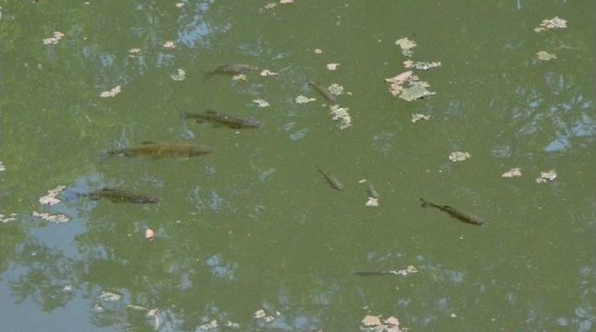 Porsuk&rsquo;ta Balıklar Suyun &Uuml;st&uuml;ne &Ccedil;ıktı