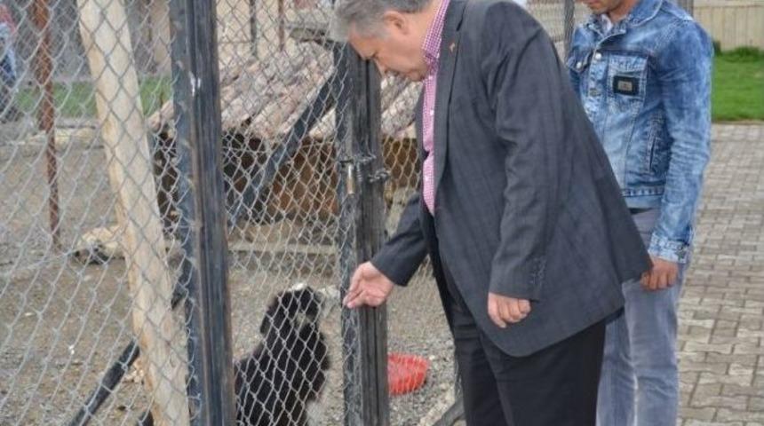 Vali Kahraman Hayvan Barınağında İncelemelerde Bulundu