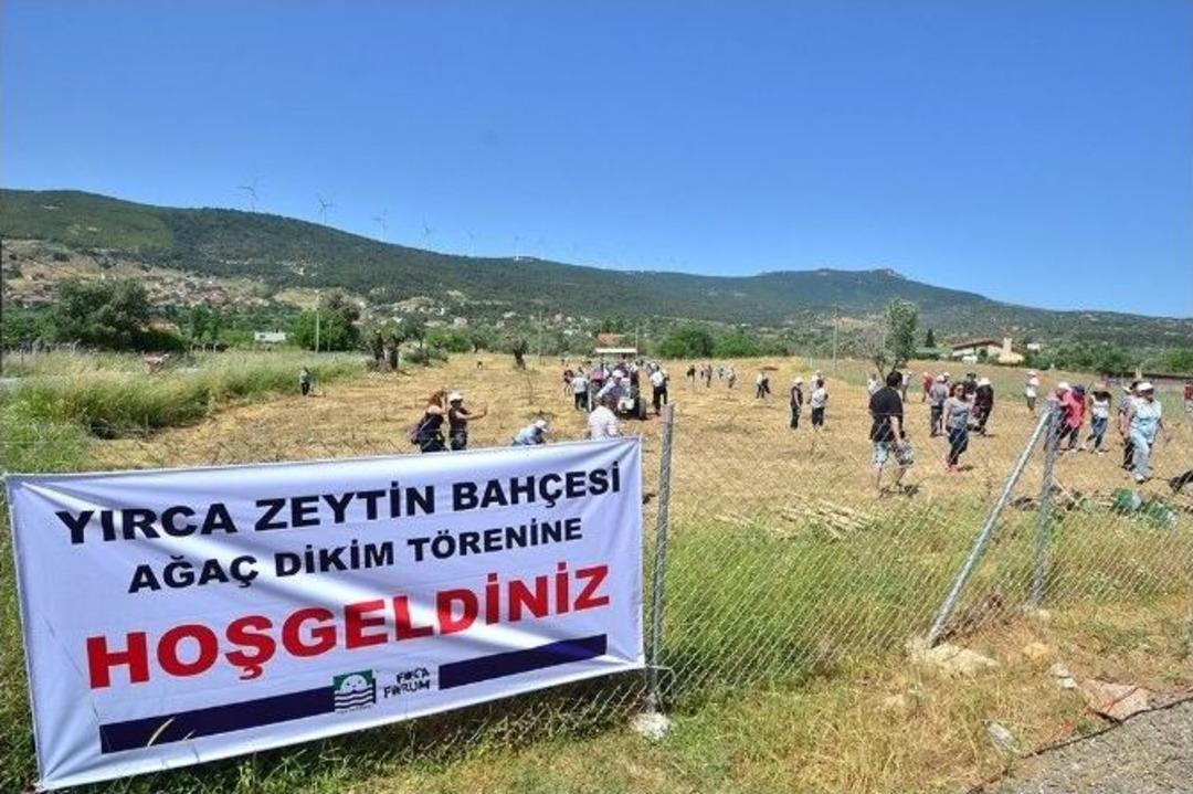 Fo&ccedil;a&rsquo;da, Zeytin Fidanları Toprakla Buluşturuldu
