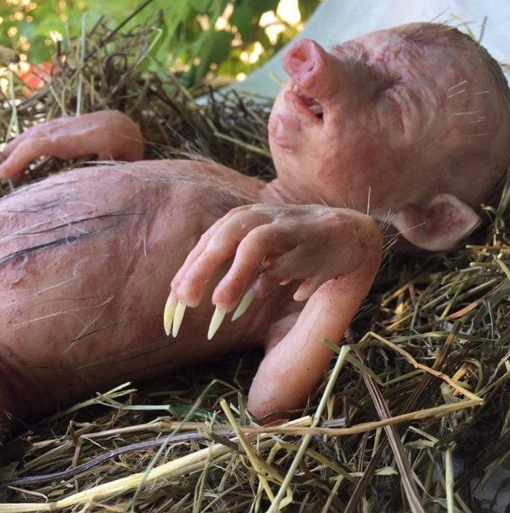 Sosyal medyayı sallayan garip canlı! G4