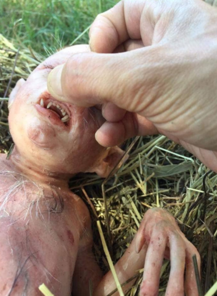 Sosyal medyayı sallayan garip canlı! G1