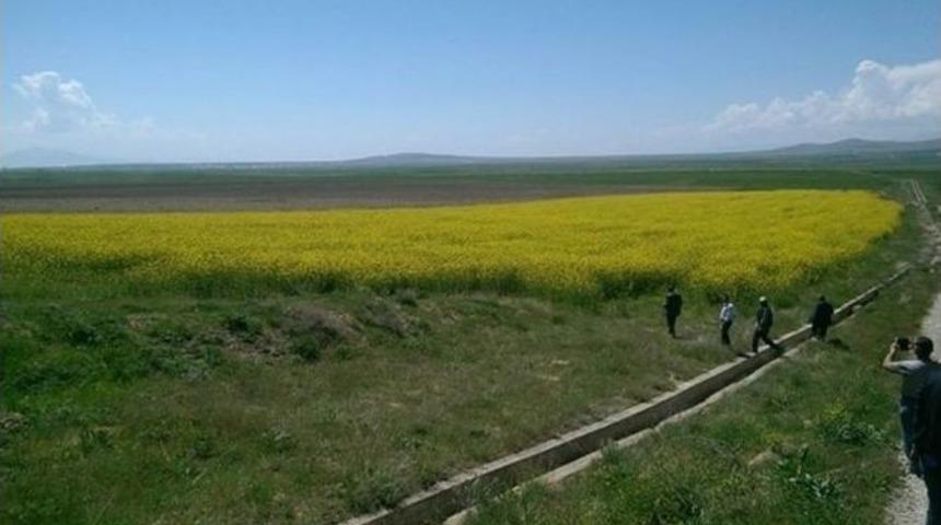 Van&rsquo;da Yem Şalgamı Ekimi Yapıldı