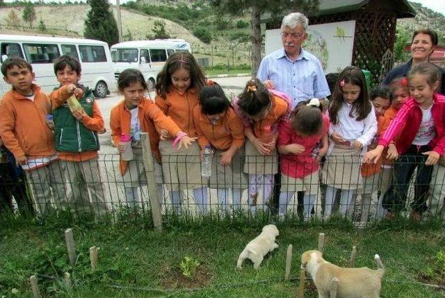 Ana Okulu Öğrencileri Hayvan Barınağında