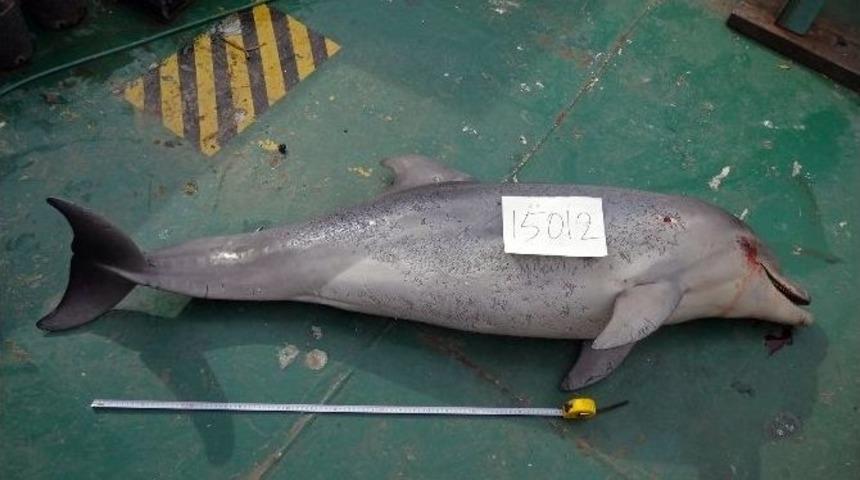 Bebek Sahilinde Yunus Balığı Dehşeti