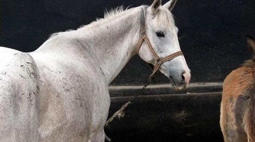 Mahmudiye&rsquo;deki Ilgı At Tavlası T&ouml;renle A&ccedil;ıldı