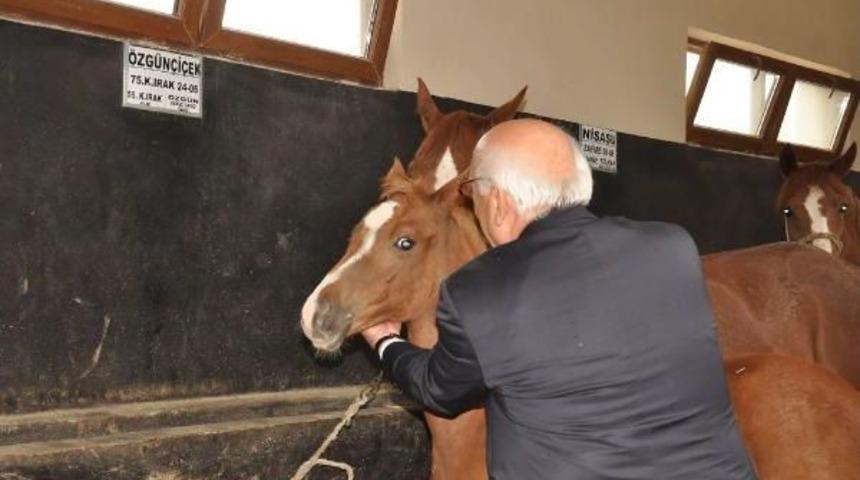 Bakan Avcı, Tayları Sevdi