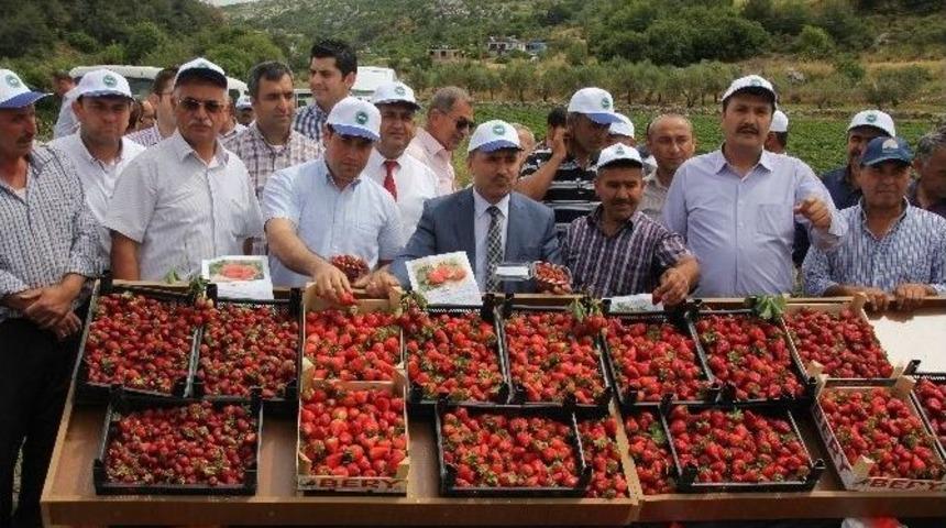 Organik &Ccedil;ilek Hasadı