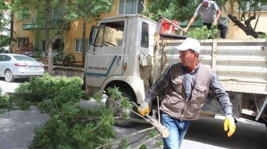 R&uuml;zgar Nedeniyle Kırılan Ağa&ccedil; Dalı Yolu Kapattı
