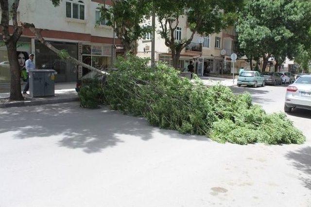 Rüzgar Nedeniyle Kırılan Ağaç Dalı Yolu Kapattı