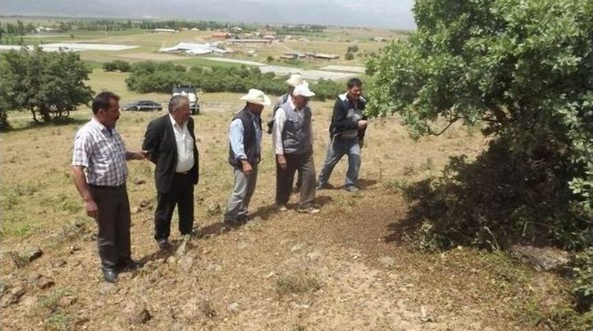 Seydişehir&rsquo;in Bazı Mahallerini &Ccedil;ekirgeler İstila Etti