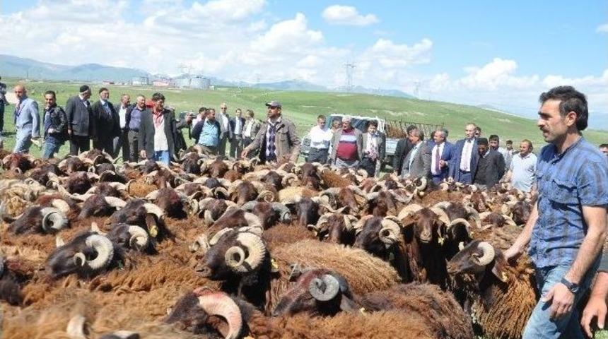 35 Besiciye 231 Damızlık Ko&ccedil; Dağıtımı Yapıldı