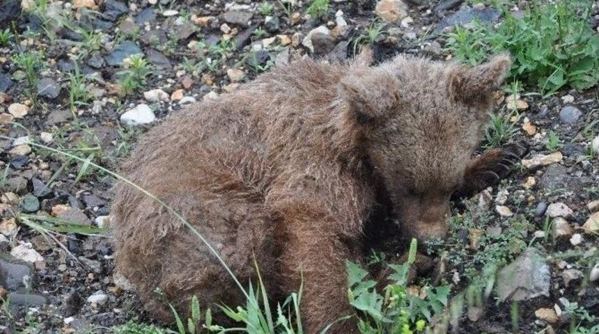 Yenice&rsquo;de Yaralı Yavru Ayı Bulundu