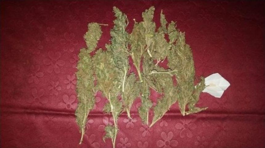 Jandarmadan Esrar Ve Kenevir Operasyonu