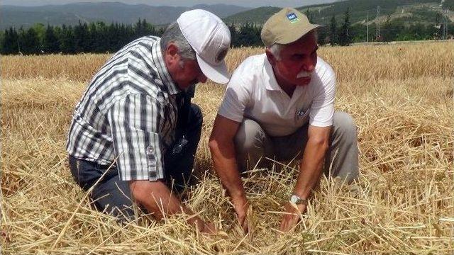 Hatay’da Buğday Hasadı Başladı