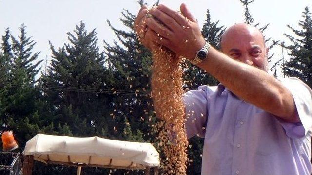 Hatay’da Buğday Hasadı Başladı