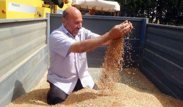 Hatay’da Buğday Hasadı Başladı