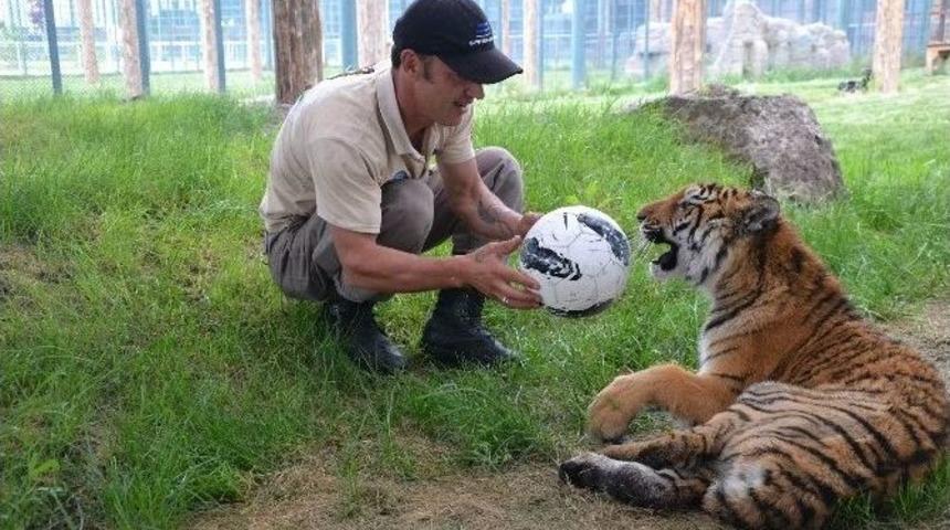 Yavru Kaplan Futbol Topu İle Egzersiz Yapıyor