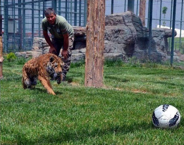 Yavru Kaplan Futbol Topu İle Egzersiz Yapıyor