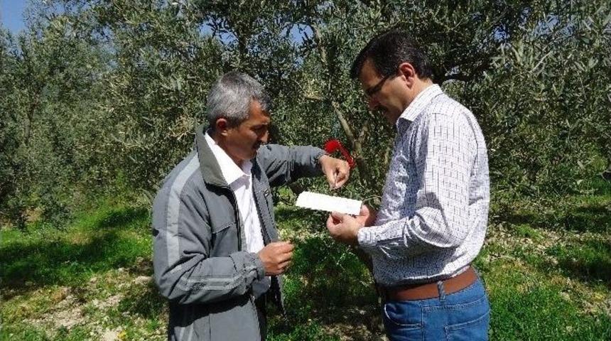 Bilecik&rsquo;te Zeytin Ağa&ccedil;larının Verimliliği Arttırma &Ccedil;alışmaları Başladı