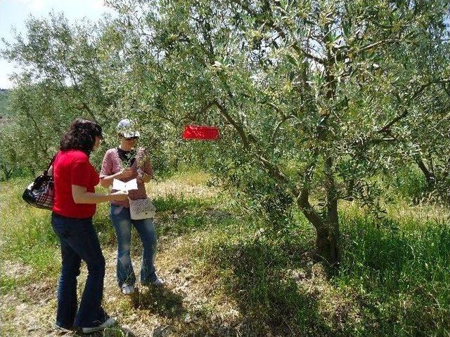 Bilecik’te Zeytin Ağaçlarının Verimliliği Arttırma Çalışmaları Başladı